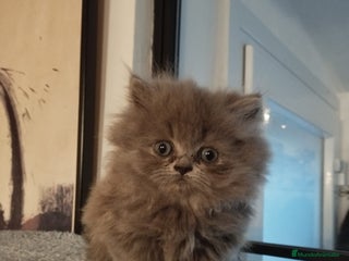 Persa gatos Macho Persa Blue - Anuncio 1