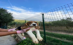 Beagle perros en venta: Beagle Puppy buscando un hogar lleno de amor 🐾 - Imagen 4