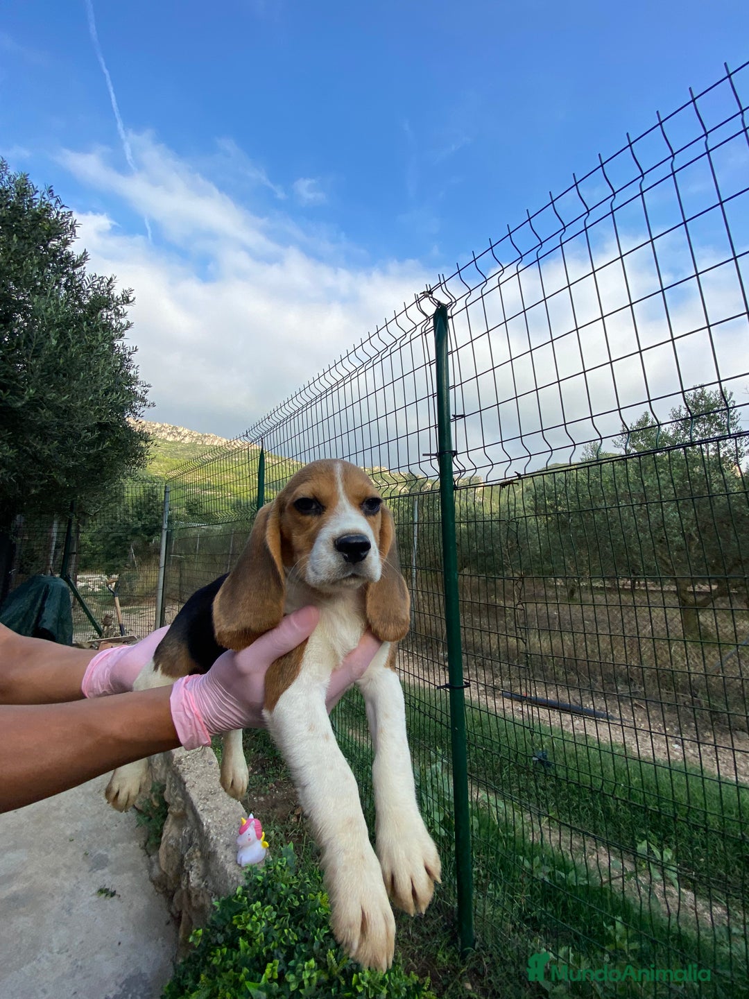 Beagle perros en venta: Beagle Puppy buscando un hogar lleno de amor 🐾 - Imagen 4