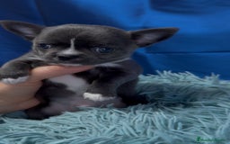 Chihuahua perros en venta: Chihuahua macho azul - Imagen 4
