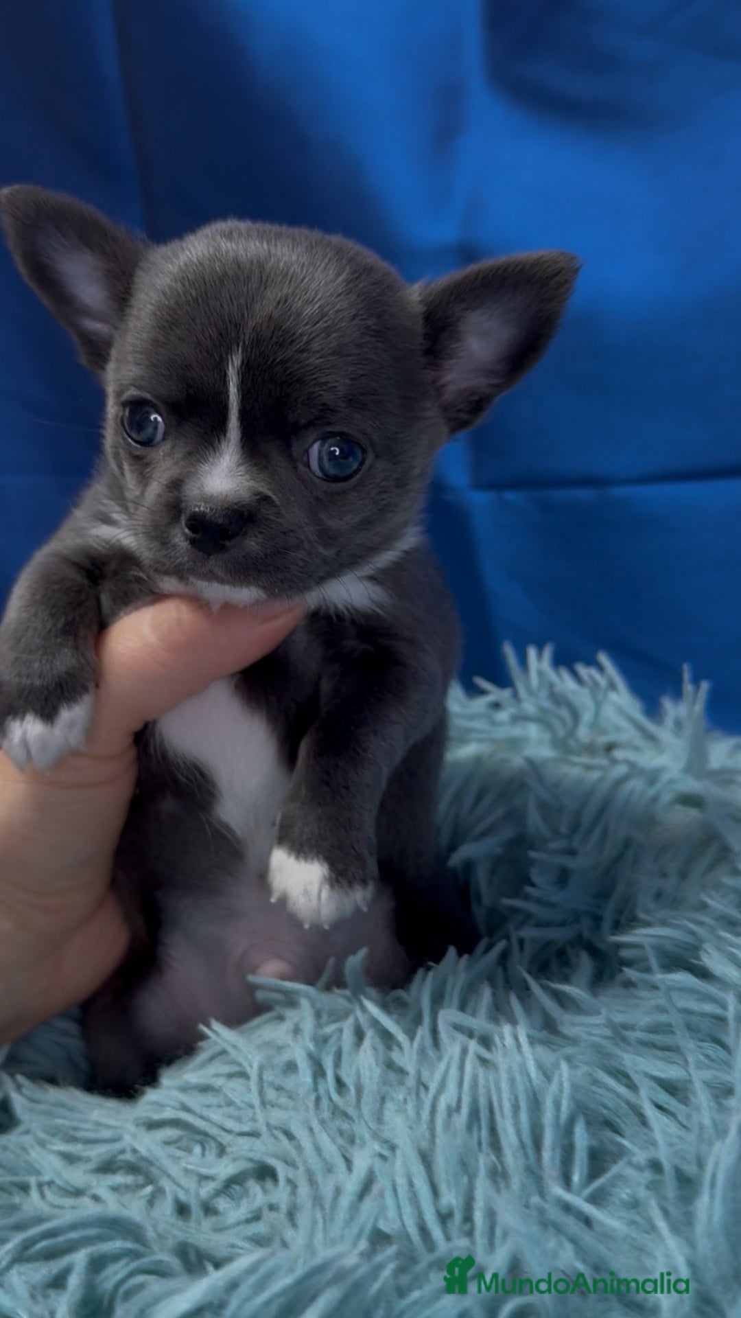 Chihuahua perros en venta: Chihuahua macho azul - Imagen 4
