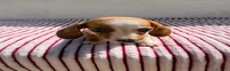 Teckel Miniatura perros en venta: Teckel Kaninchen - Anuncio 7