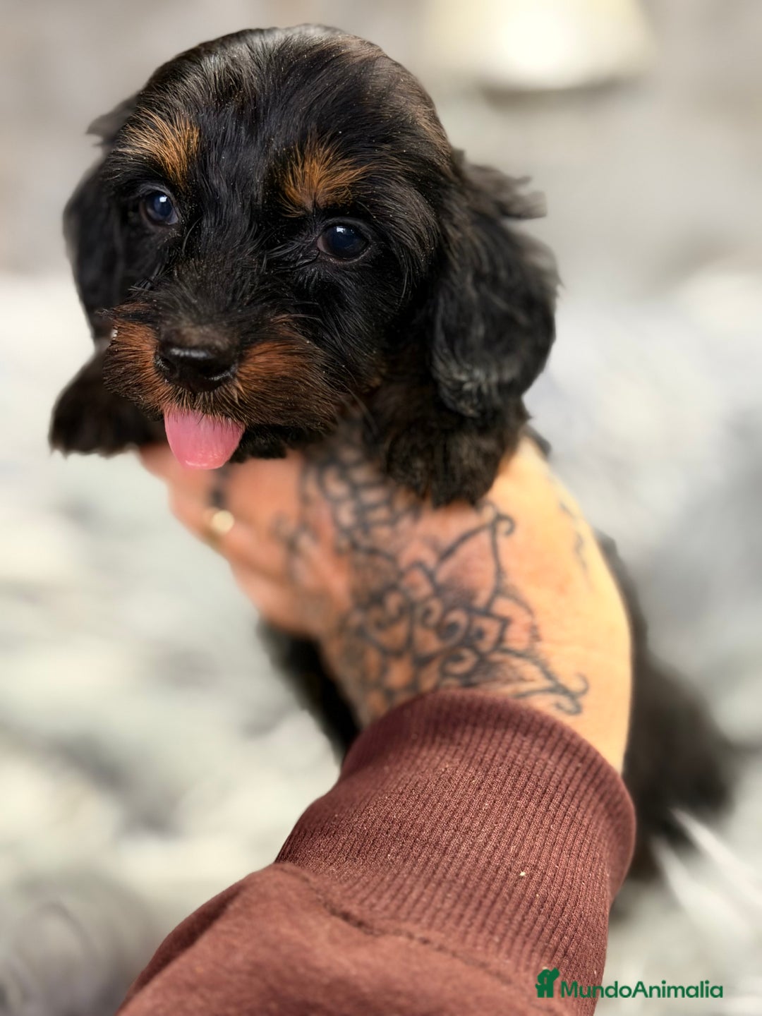 Teckel Miniatura perros en venta: Teckel pelo largo Kaninchen  - Anuncio 5