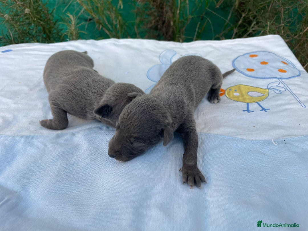 Whippet perros en venta: Nueva camada WHIPPET BLUE - Anuncio 5