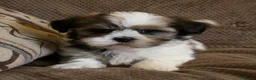Shih Tzu perros en venta: SHIH TZU EN CATALUÑA  - Anuncio 1