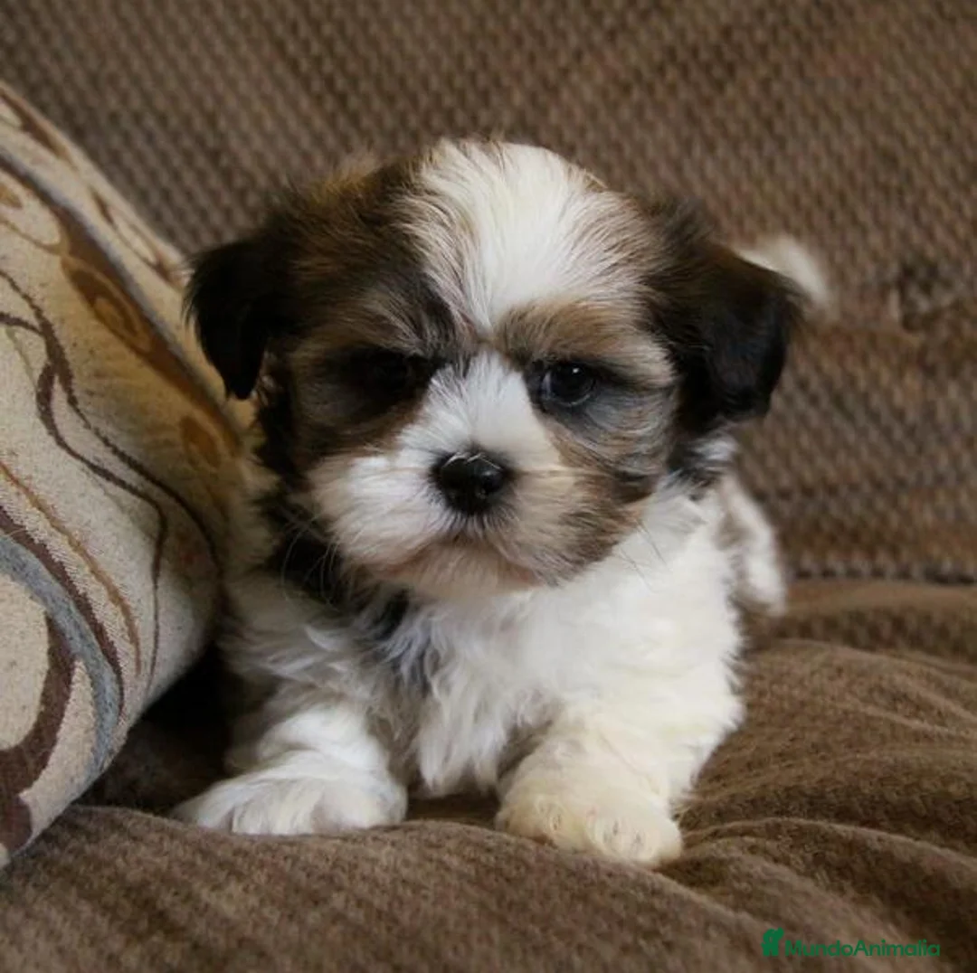 Shih Tzu perros en venta: SHIH TZU EN CATALUÑA  - Anuncio 1