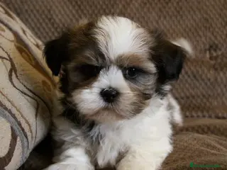 Shih Tzu perros SHIH TZU EN CATALUÑA - Anuncio 1