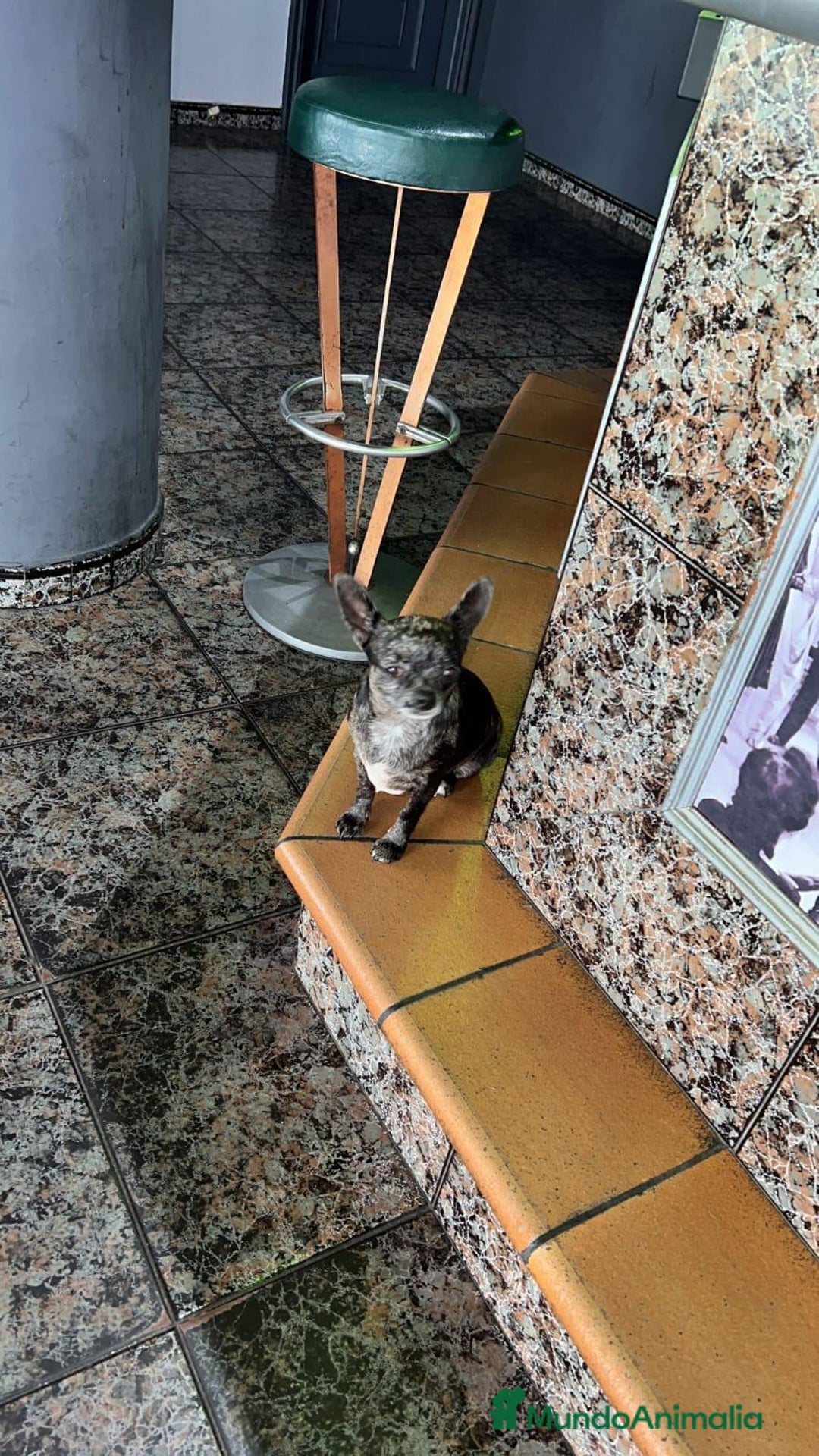 Chihuahua perros en venta: Chihuahua toy cabeza manzana - Imagen 8