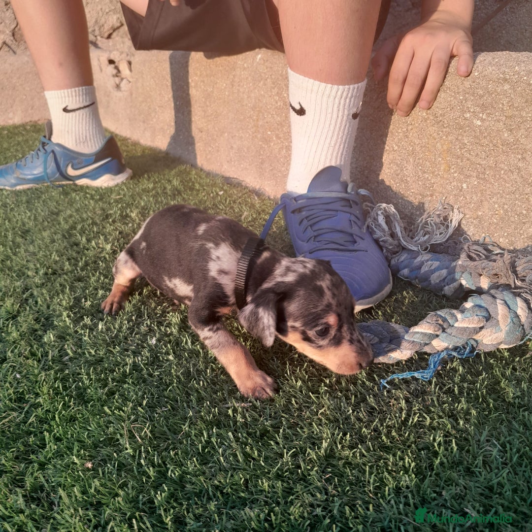 Pinscher Miniatura perros en venta: MINI PINCHER  - Imagen 1