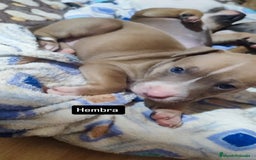 American Pit Bull Terrier perros en venta: American pitbull - Imagen 1