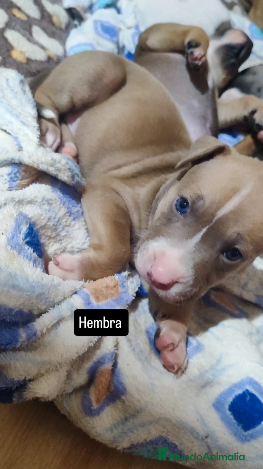 American Pit Bull Terrier perros en venta: American pitbull - Imagen 1