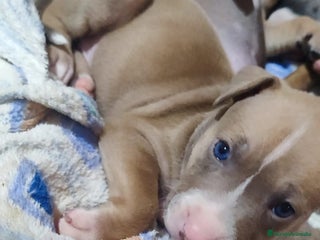 American Pit Bull Terrier perros - Anuncio 14