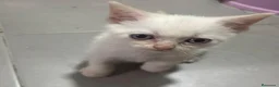 Raza Mixta gatos en venta: Cruce de siamés  - Anuncio 2