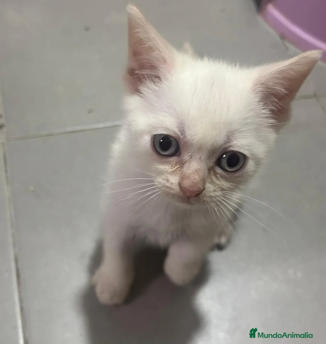 Raza Mixta gatos en venta: Cruce de siamés  - Anuncio 2