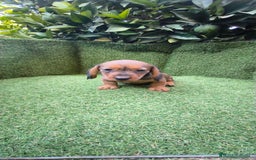 Teckel Miniatura perros en venta: teckel color jabali - Imagen 12