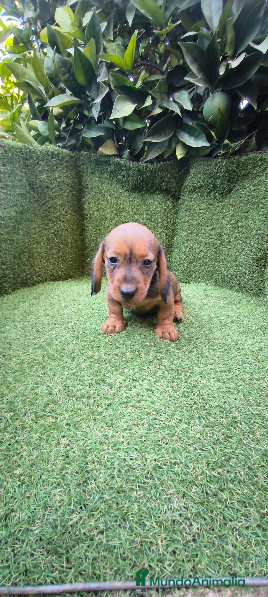 Teckel Miniatura perros en venta: teckel color jabali - Imagen 12