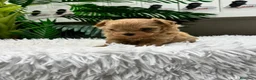 Maltipoo perros en venta: MALTIPOO 100%  - Anuncio 2