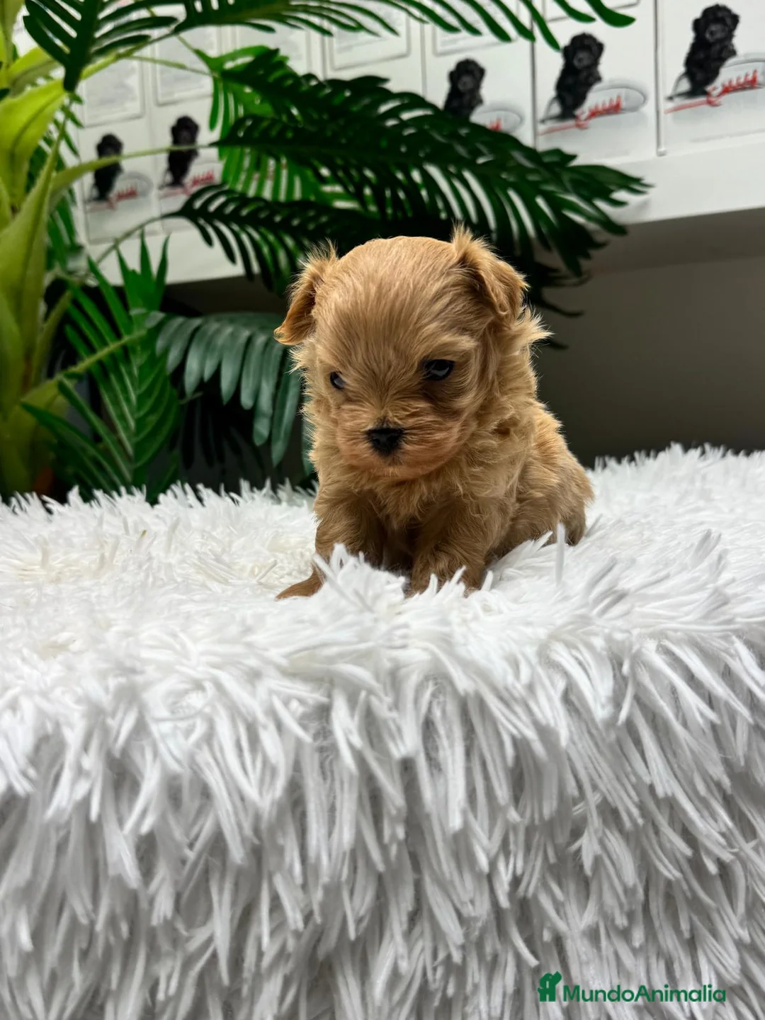 Maltipoo perros en venta: MALTIPOO 100%  - Anuncio 2