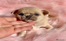 Chihuahua perros en venta: CHIHUAHUA TOY EXÓTICOS  - Anuncio 6