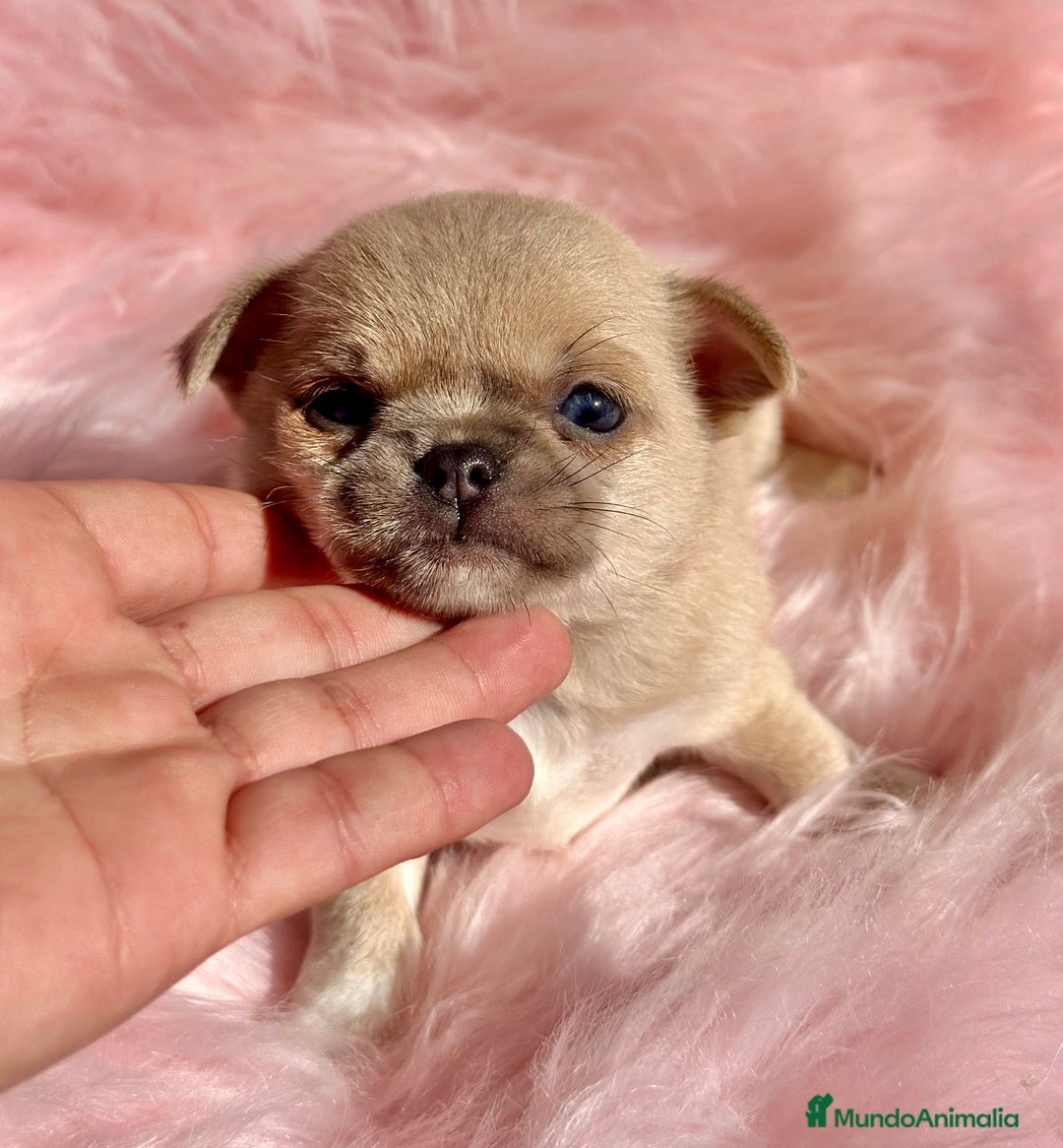 Chihuahua perros en venta: CHIHUAHUA TOY EXÓTICOS  - Anuncio 6