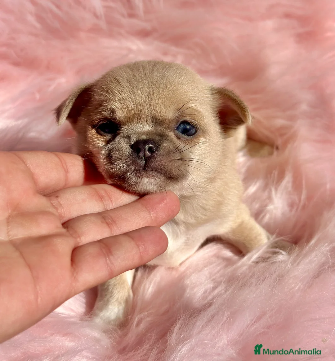 Chihuahua perros en venta: CHIHUAHUA TOY EXÓTICOS  - Anuncio 6