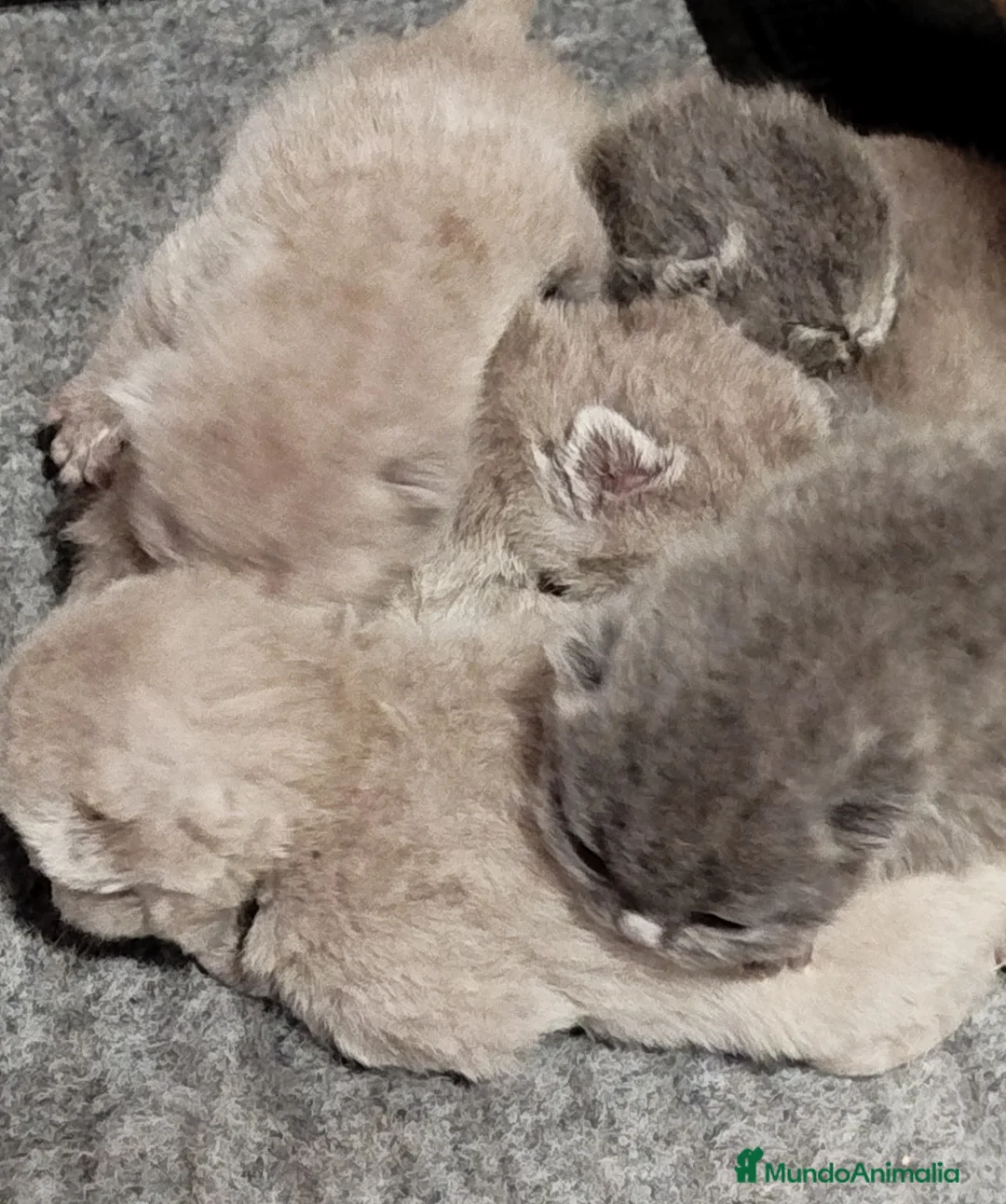 Británico de Pelo Corto gatos en venta: British Shorthair azules y lilac - Anuncio 3