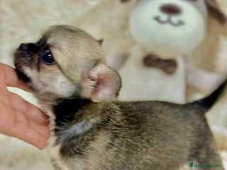Chihuahua perros - Anuncio 5