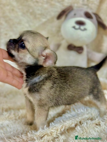 Chihuahua perros - Anuncio 4