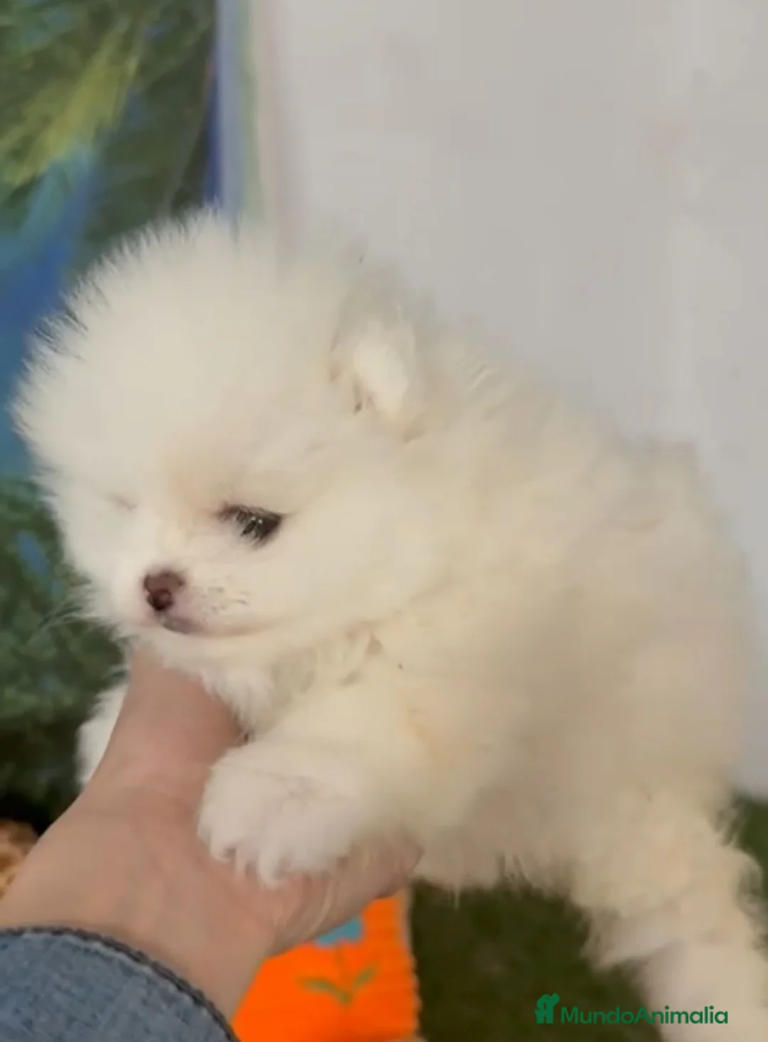 Pomerania perros en venta: Pomerania miniatura  - Anuncio 1