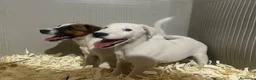 Fox Terrier de Pelo Liso perros en venta: Fox terrier de pele fino macho - Anuncio 2