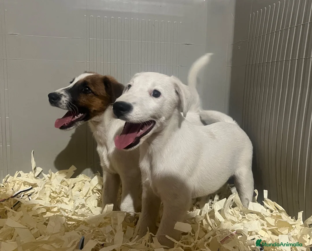 Fox Terrier de Pelo Liso perros en venta: Fox terrier de pele fino macho - Anuncio 2