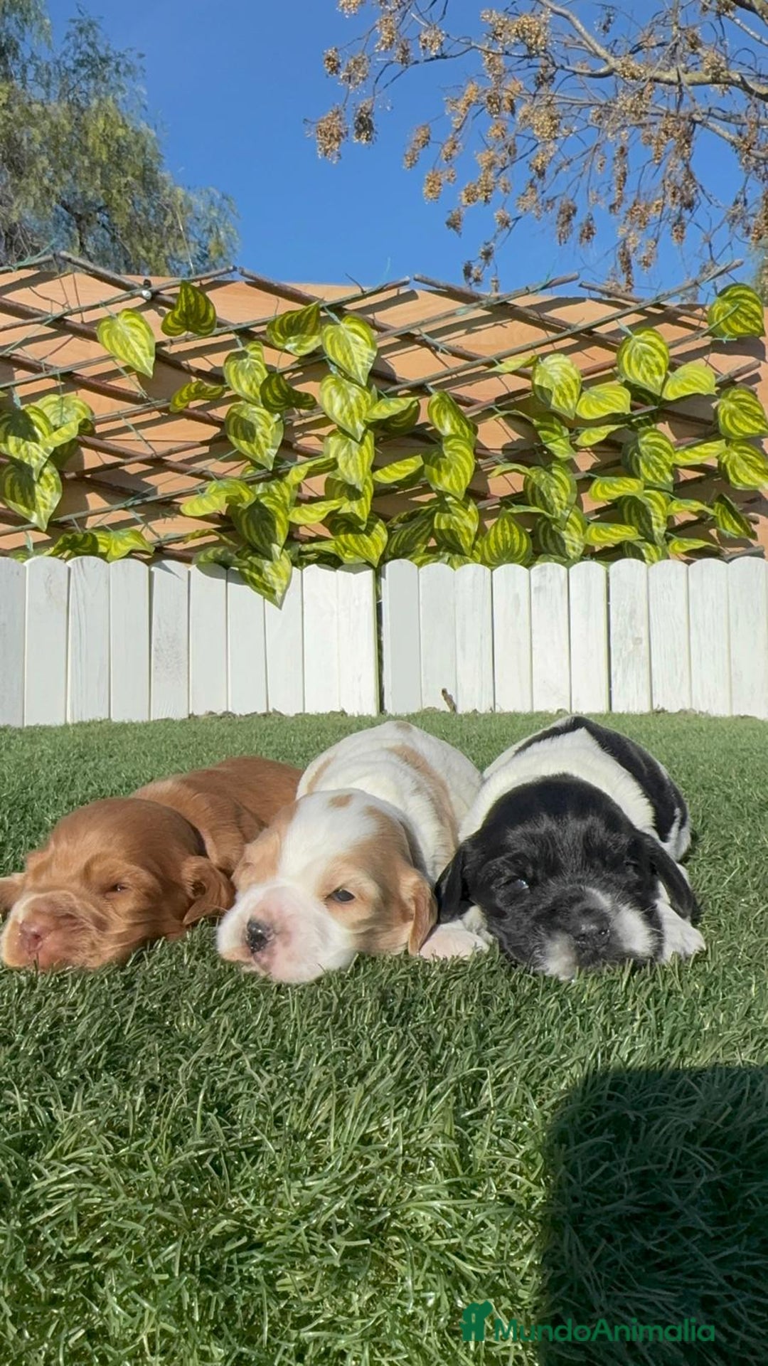 Cocker Spaniel Inglés perros en venta: COCKER SPANIEL INGLES - Anuncio 4