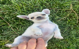 Chihuahua perros en venta: ÚLTIMOS 3 MACHOS - Imagen 5
