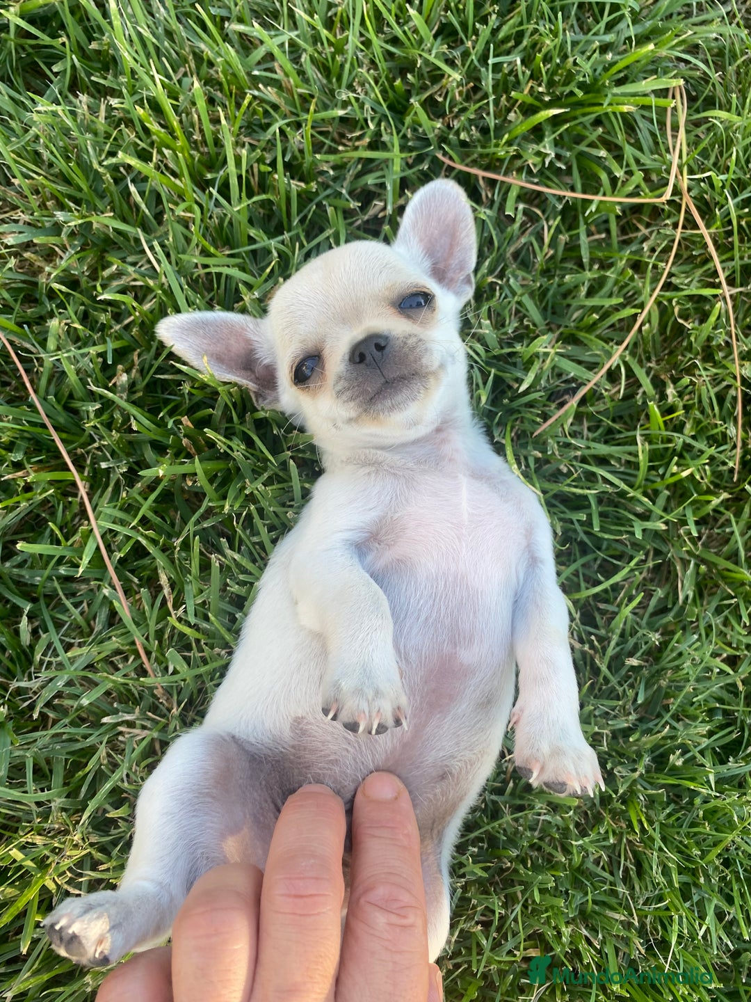 Chihuahua perros en venta: ÚLTIMOS 3 MACHOS - Imagen 5