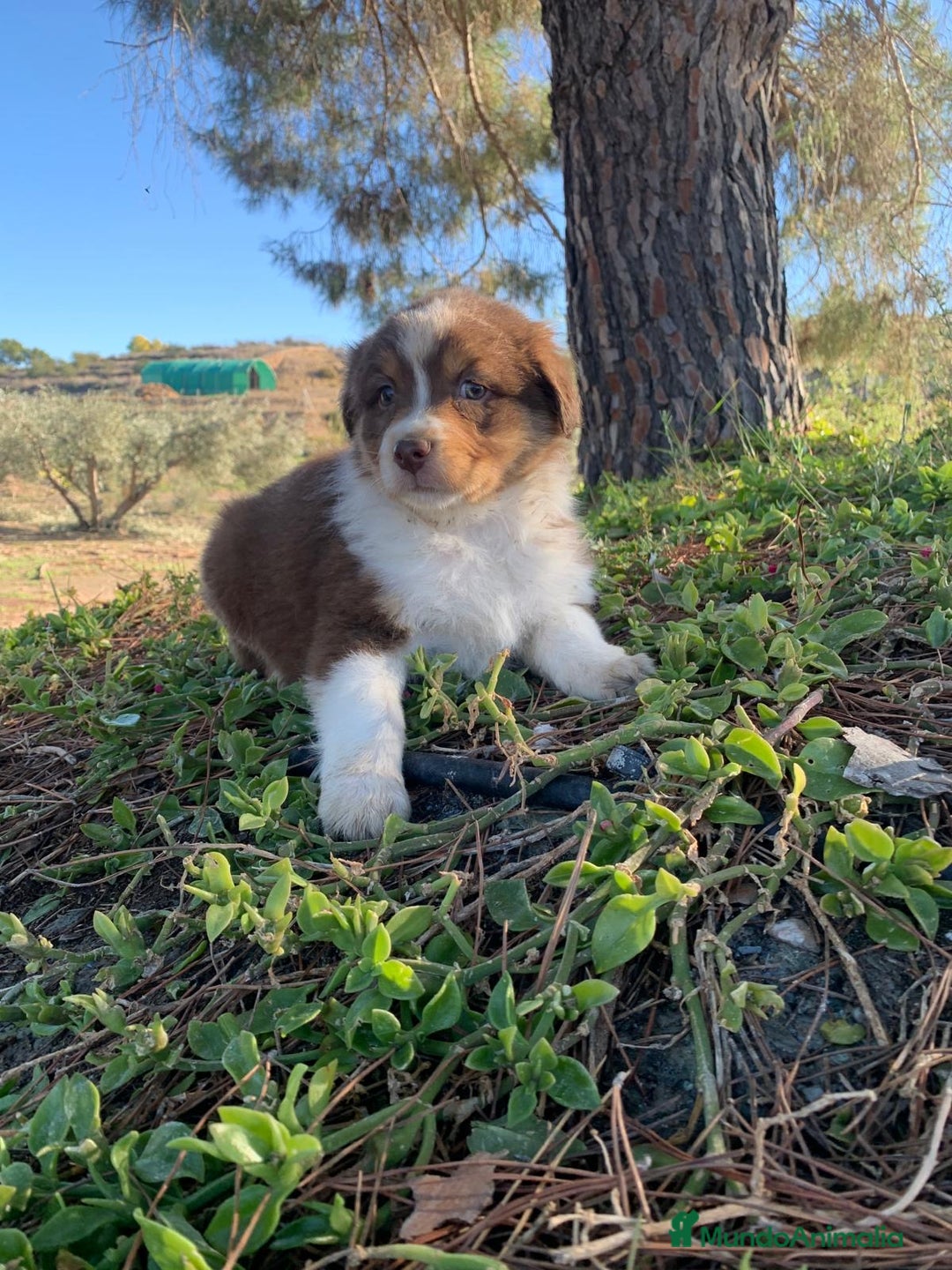 Pastor Australiano perros en venta: Cachorro PASTOR AUSTRALIANO  - Anuncio 9