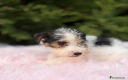 Fox Terrier de Pelo Liso perros en venta: FOXTERRIER DISPONIBLES - Anuncio 5