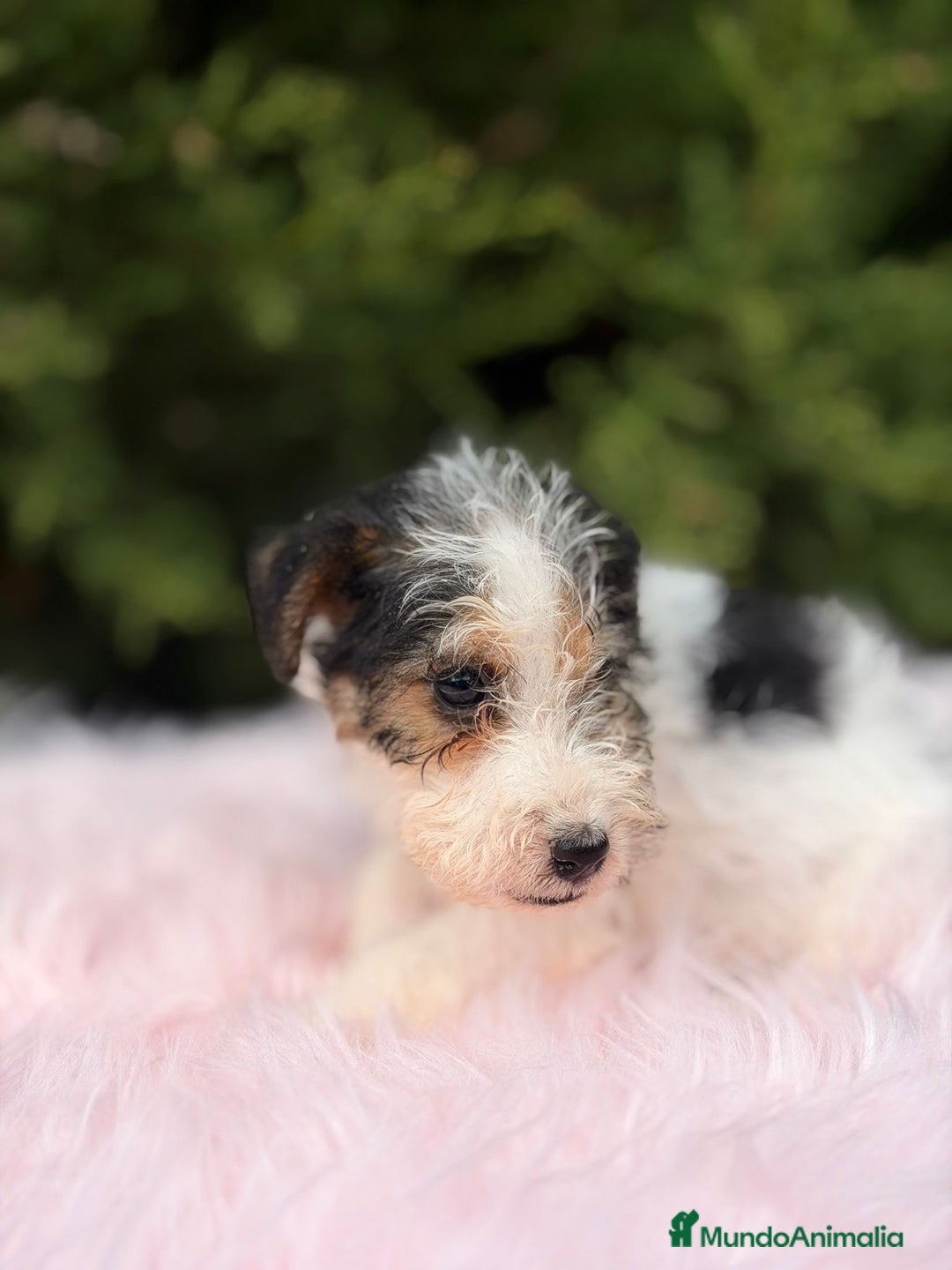 Fox Terrier de Pelo Liso perros en venta: FOXTERRIER DISPONIBLES - Anuncio 5