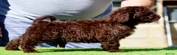 Perro de Agua Español perros en venta: CAMADA PERRO DE AGUA ESPAÑOL - Anuncio 14