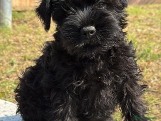 Schnauzer Miniatura perros - Anuncio 4