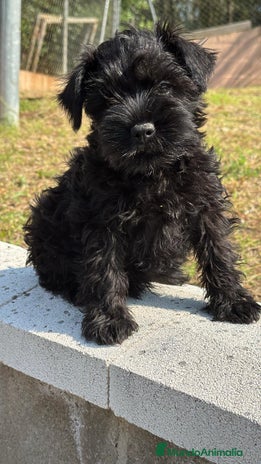 Schnauzer Miniatura perros - Anuncio 4