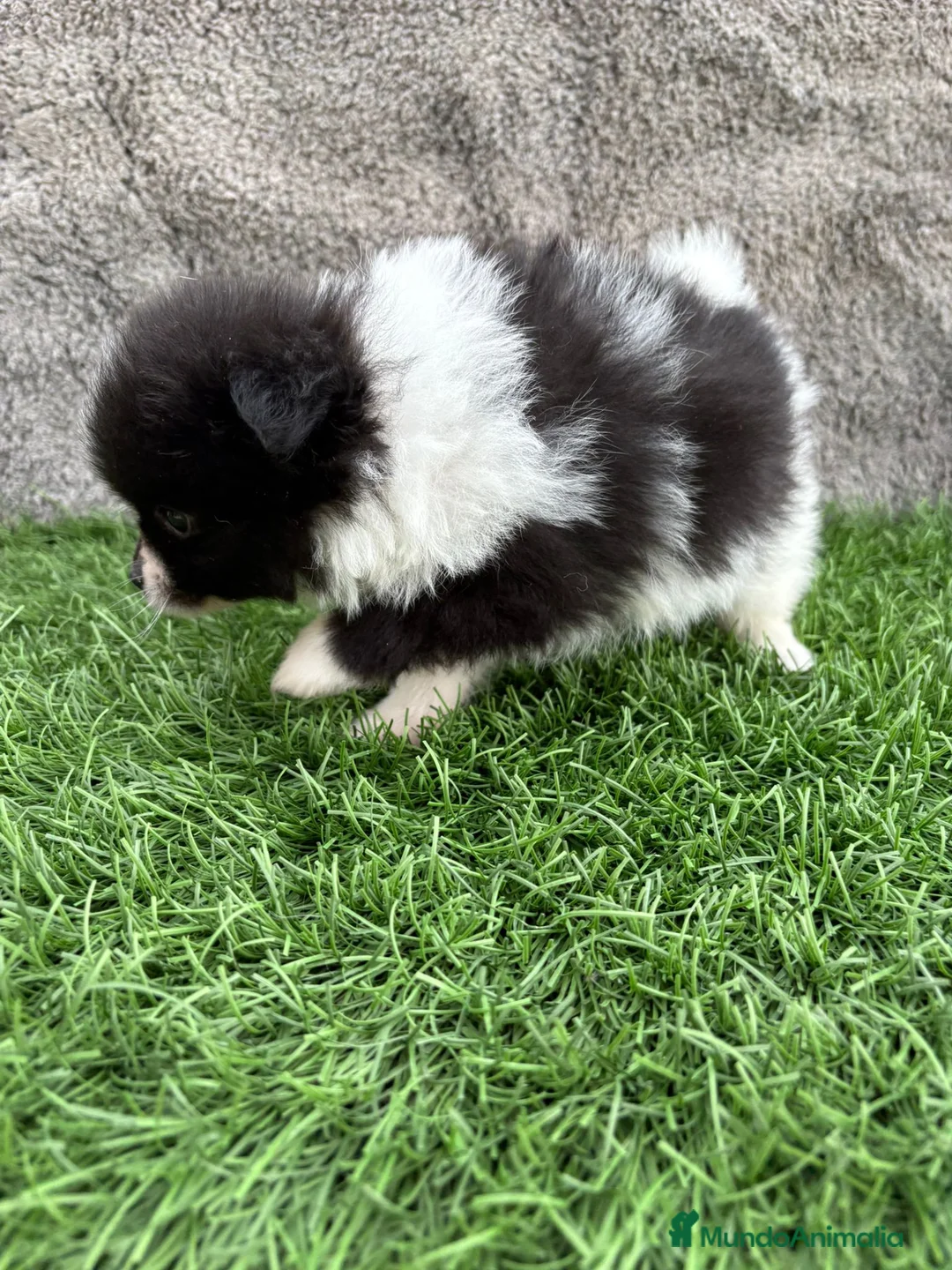 Pomerania perros en venta: Macho toy lulu de Pomerania Party negro blanco  - Anuncio 13