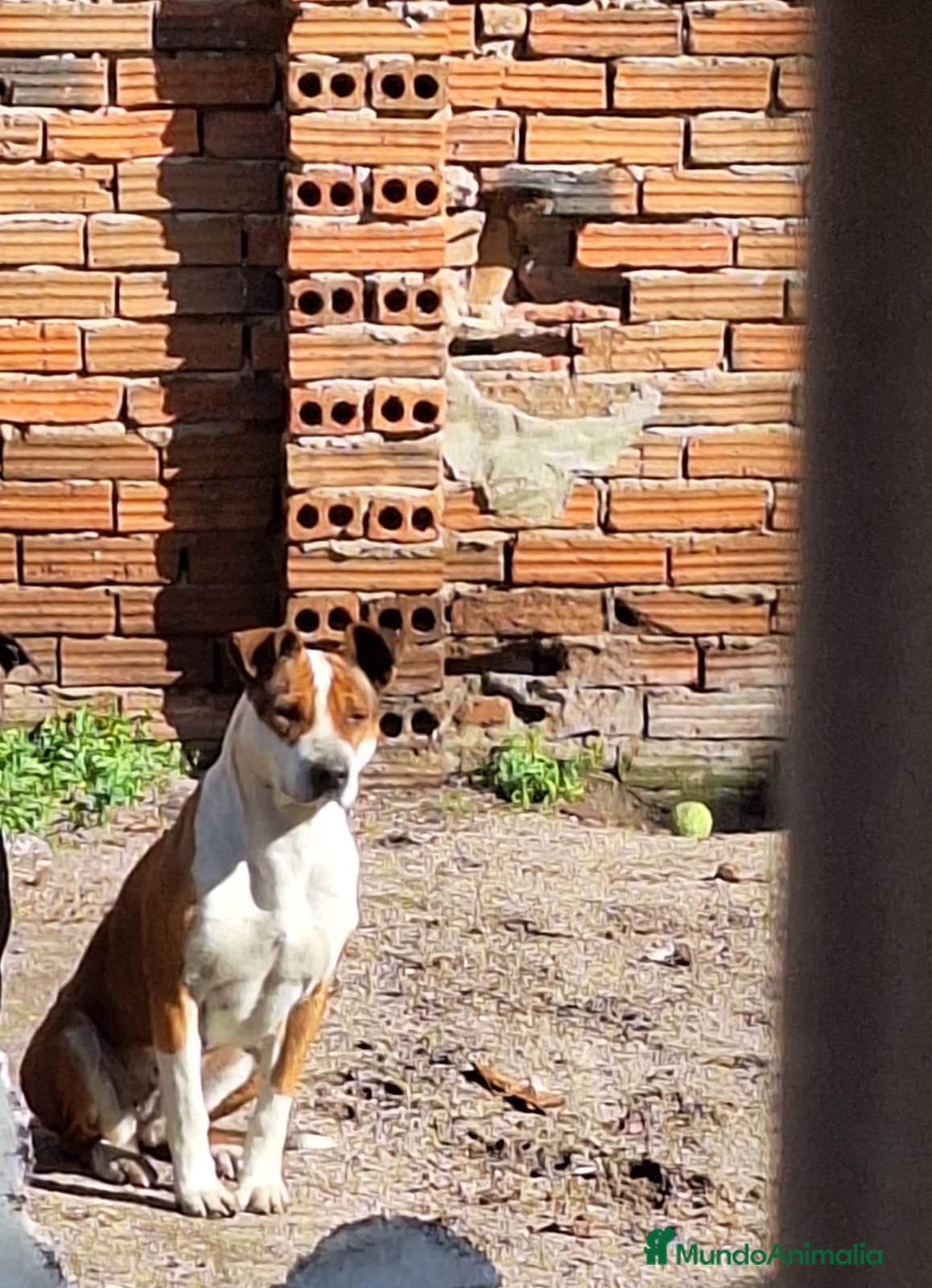 American Staffordshire-Terrier perros Cachorros de American Staffordshire  terrier  - Anuncio 1