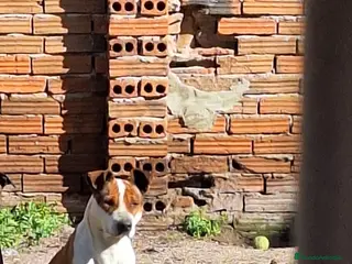 American Staffordshire-Terrier perros Cachorros de American Staffordshire terrier - Anuncio 1