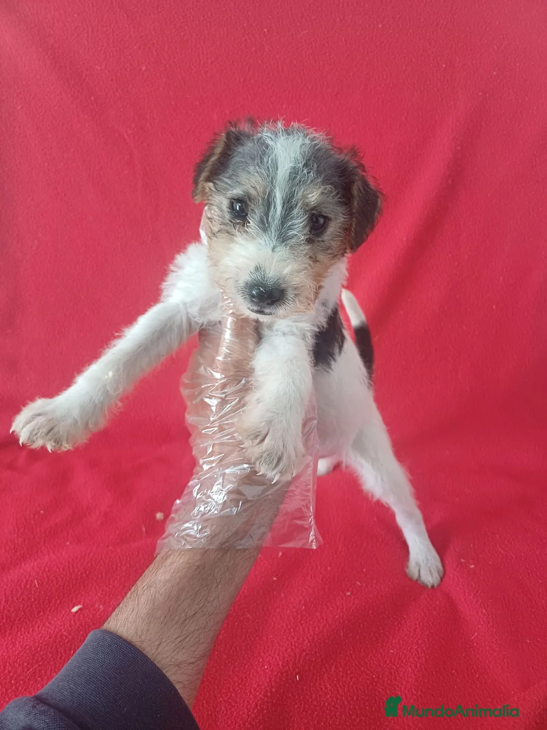Fox Terrier de Pelo Duro perros en venta: Foxterrier Pelo Duro  - Anuncio 1