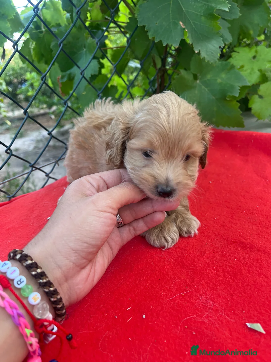 Maltipoo perros en venta: PRECIOSO MACHO  - Anuncio 3