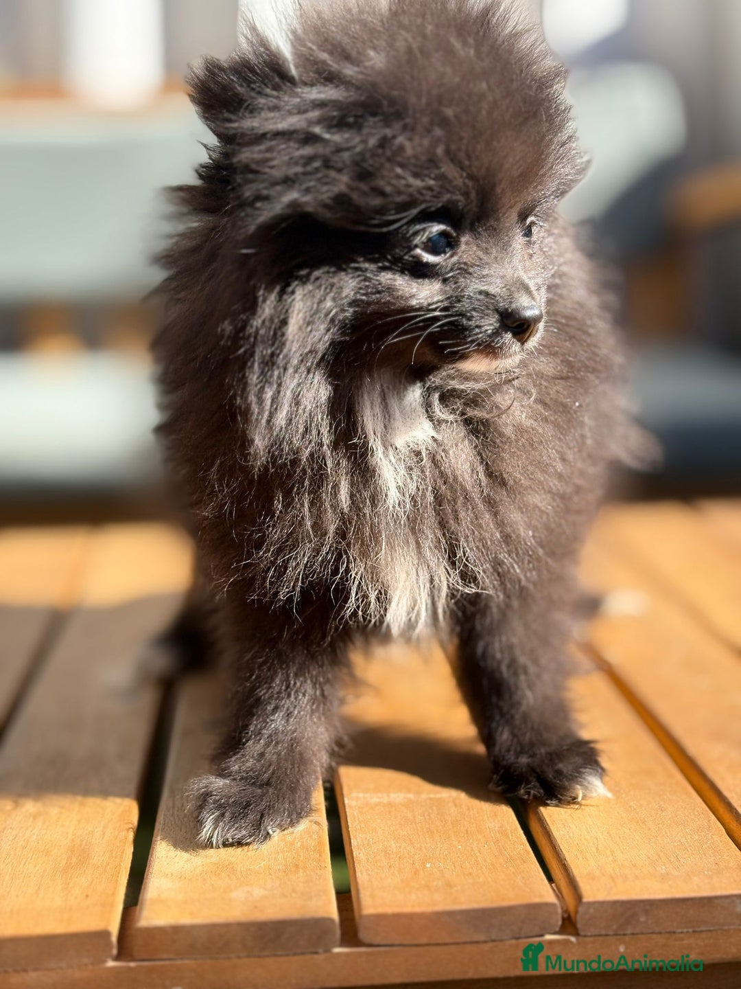 Pomerania perros en venta: Lulu pomerania MICRO  - Imagen 9