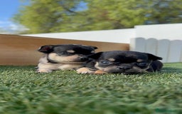Chihuahua perros en venta: CHIHUAHUA-OJOS AZULES - Imagen 7