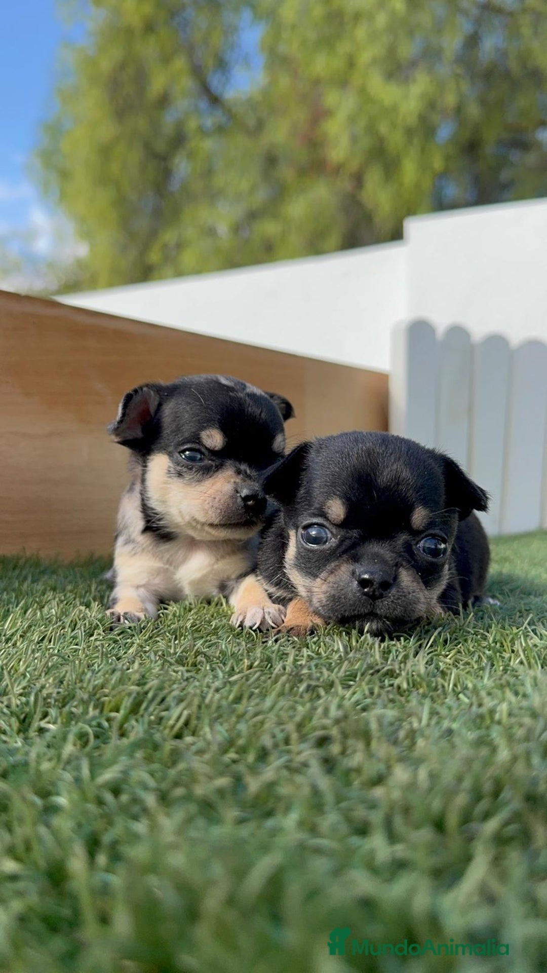 Chihuahua perros en venta: CHIHUAHUA-OJOS AZULES - Imagen 7