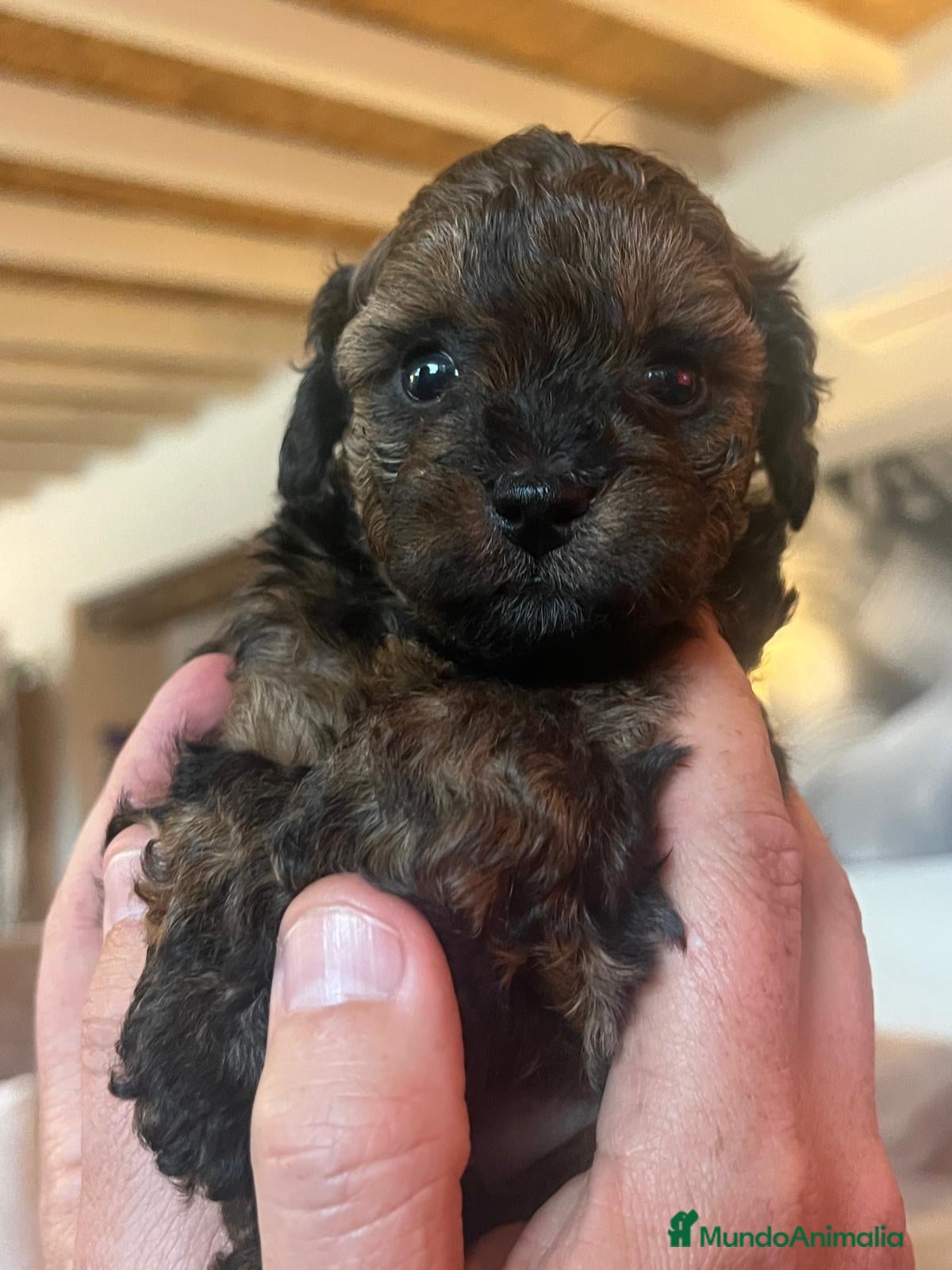 Caniche Toy perros Caniche toy  - Anuncio 10