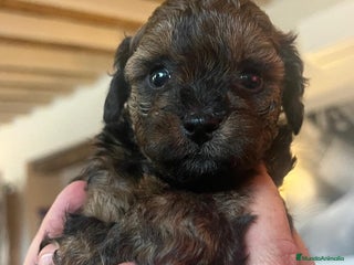 Caniche Toy perros Caniche toy - Anuncio 11